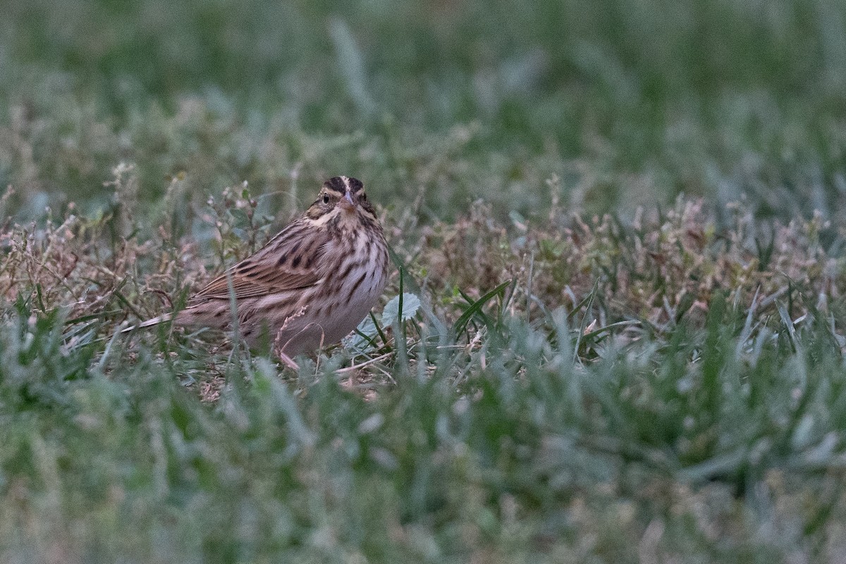 Savannah Sparrow - ML487207341