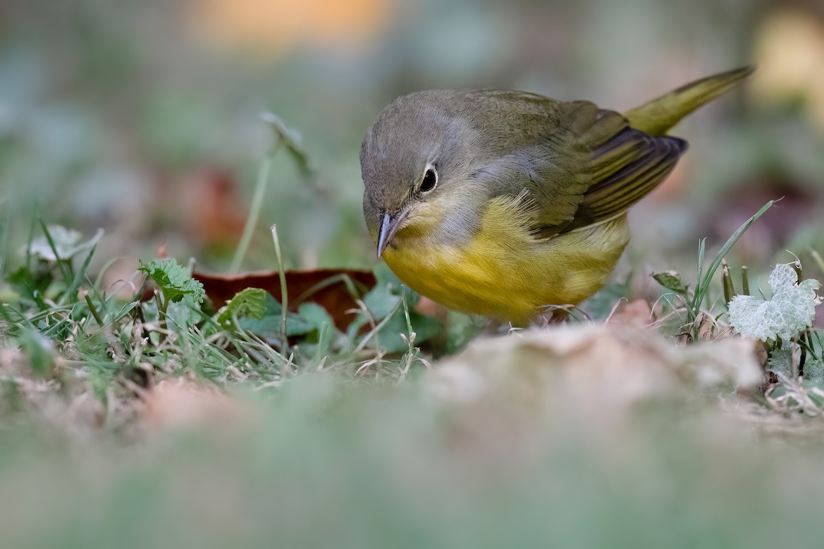 Mourning Warbler - ML487207961