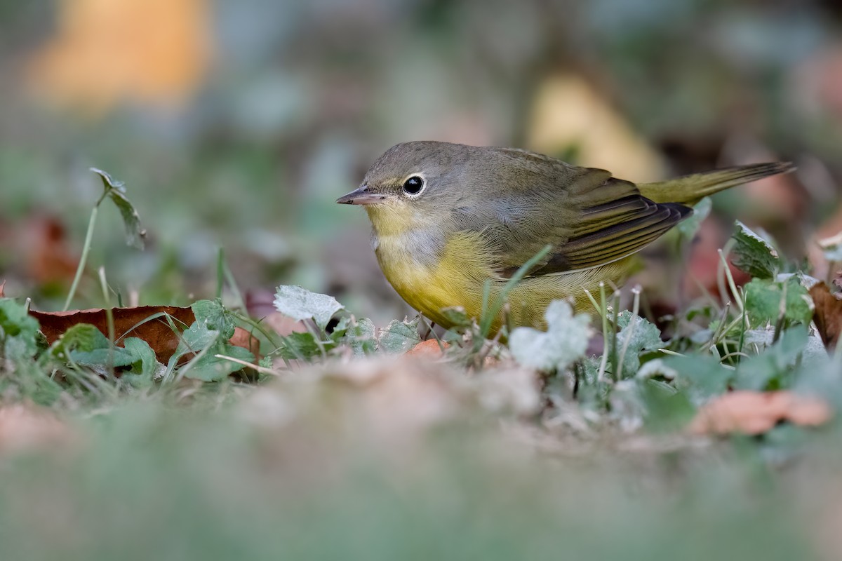 Mourning Warbler - Ben  Lucking