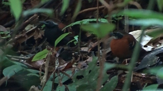 Cordillera Azul Antbird - ML487208