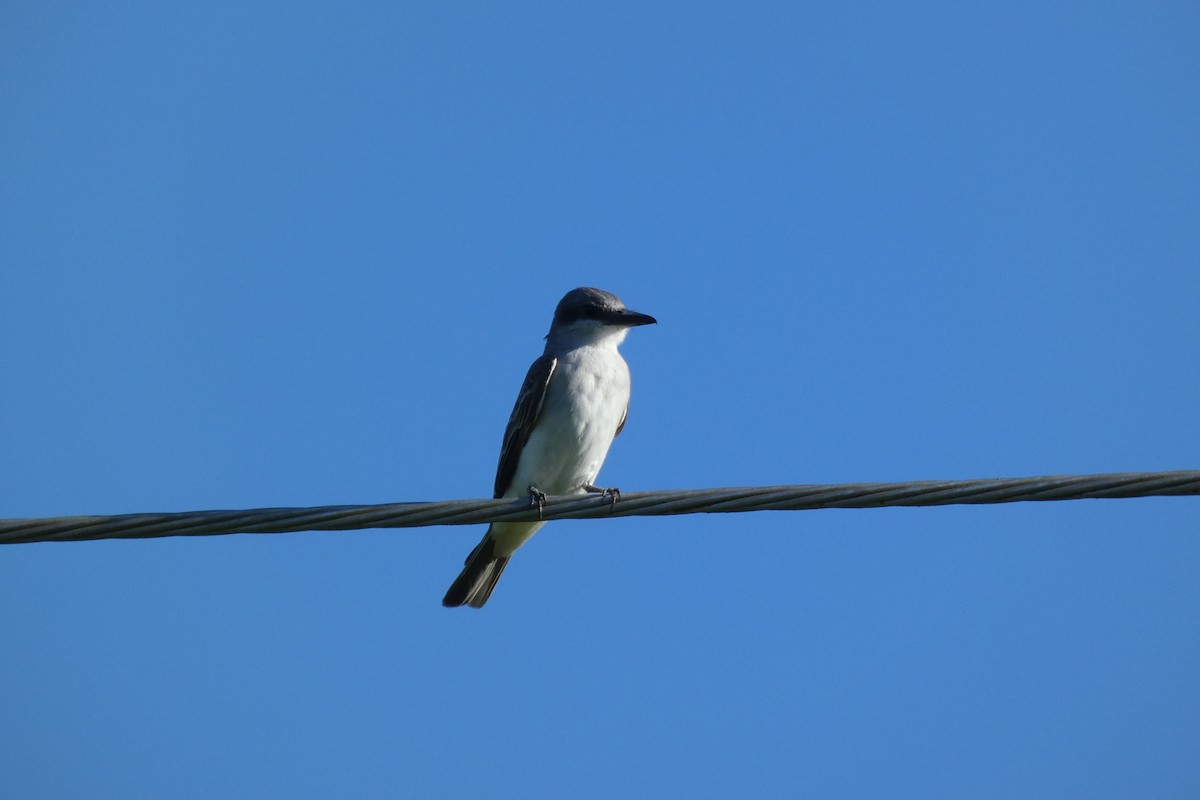 Loggerhead Kingbird - Malini Kaushik