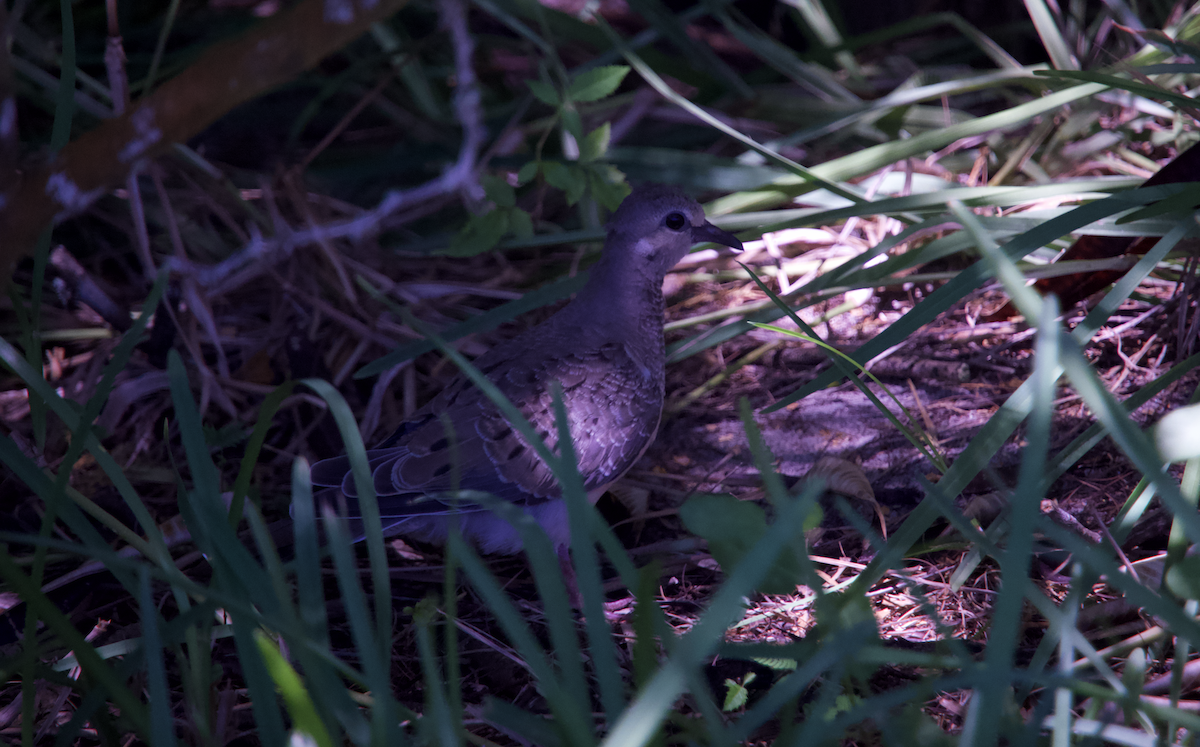 Mourning Dove - ML487208251