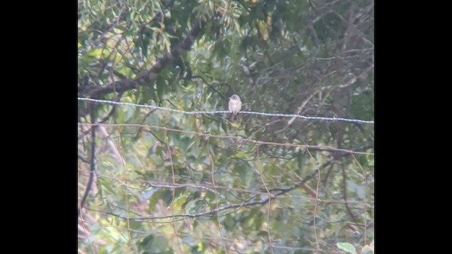 Least Flycatcher - ML487209041