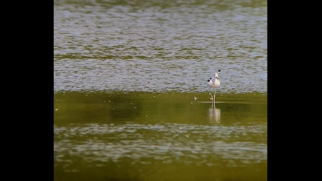 Avoceta Americana - ML487209451