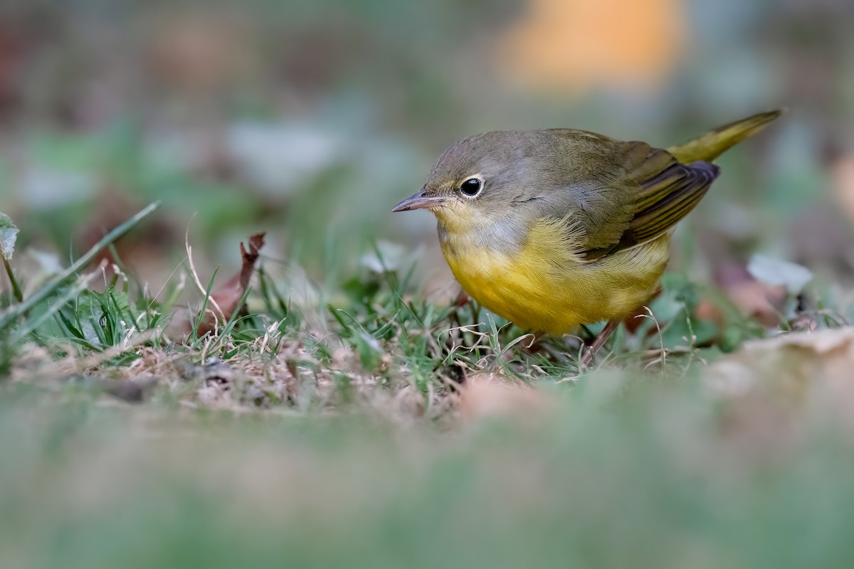 Mourning Warbler - ML487210221