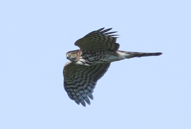 Sharp-shinned Hawk - ML487212591