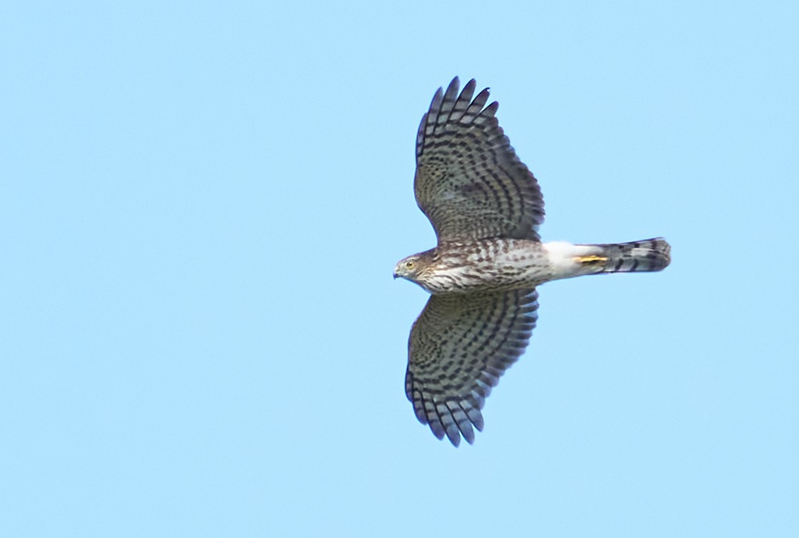 Sharp-shinned Hawk - ML487212601