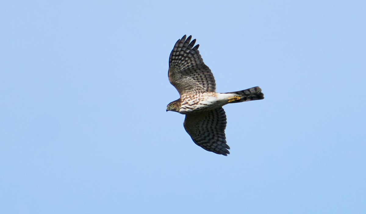 Sharp-shinned Hawk - ML487212611