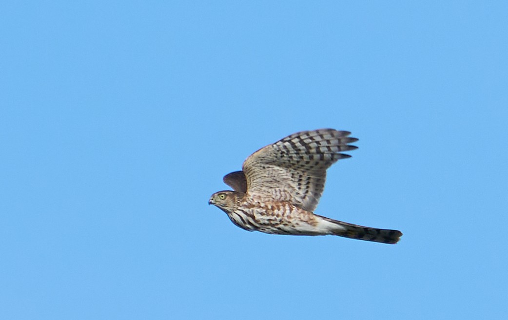 Sharp-shinned Hawk - ML487212621