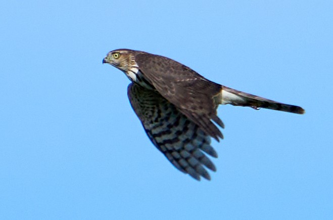 Sharp-shinned Hawk - ML487212641