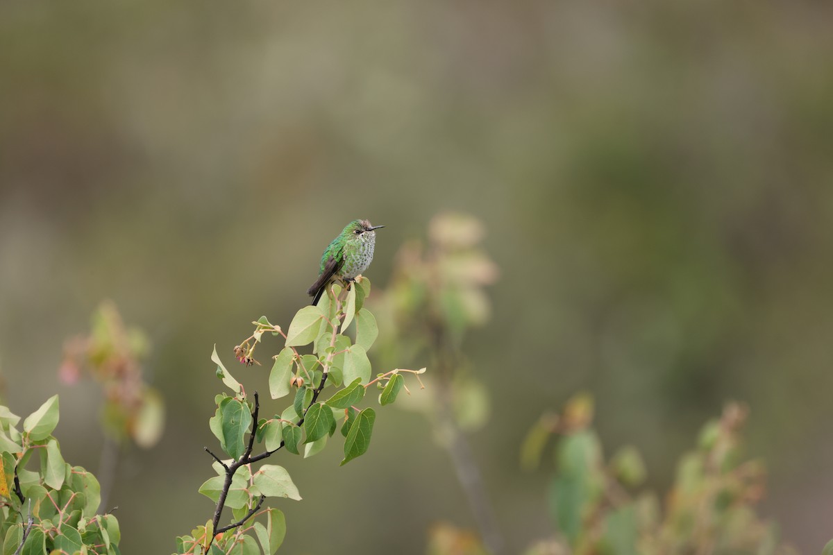 Green-tailed Trainbearer - Manuel Roncal