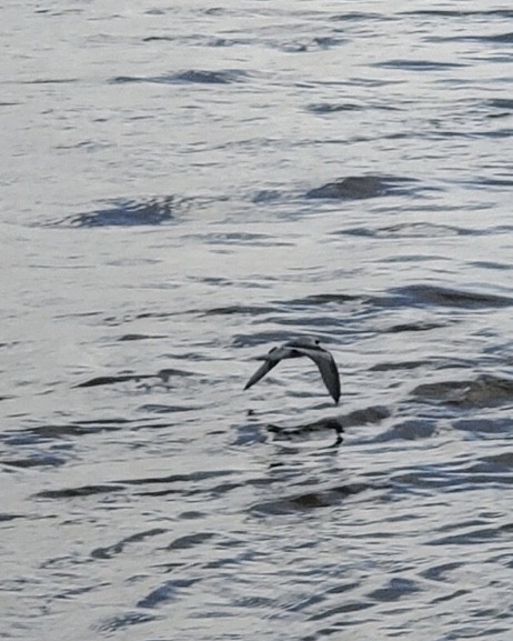 Fork-tailed Storm-Petrel - ML487215701