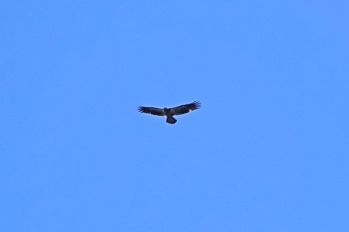 Bald Eagle - ML487215741