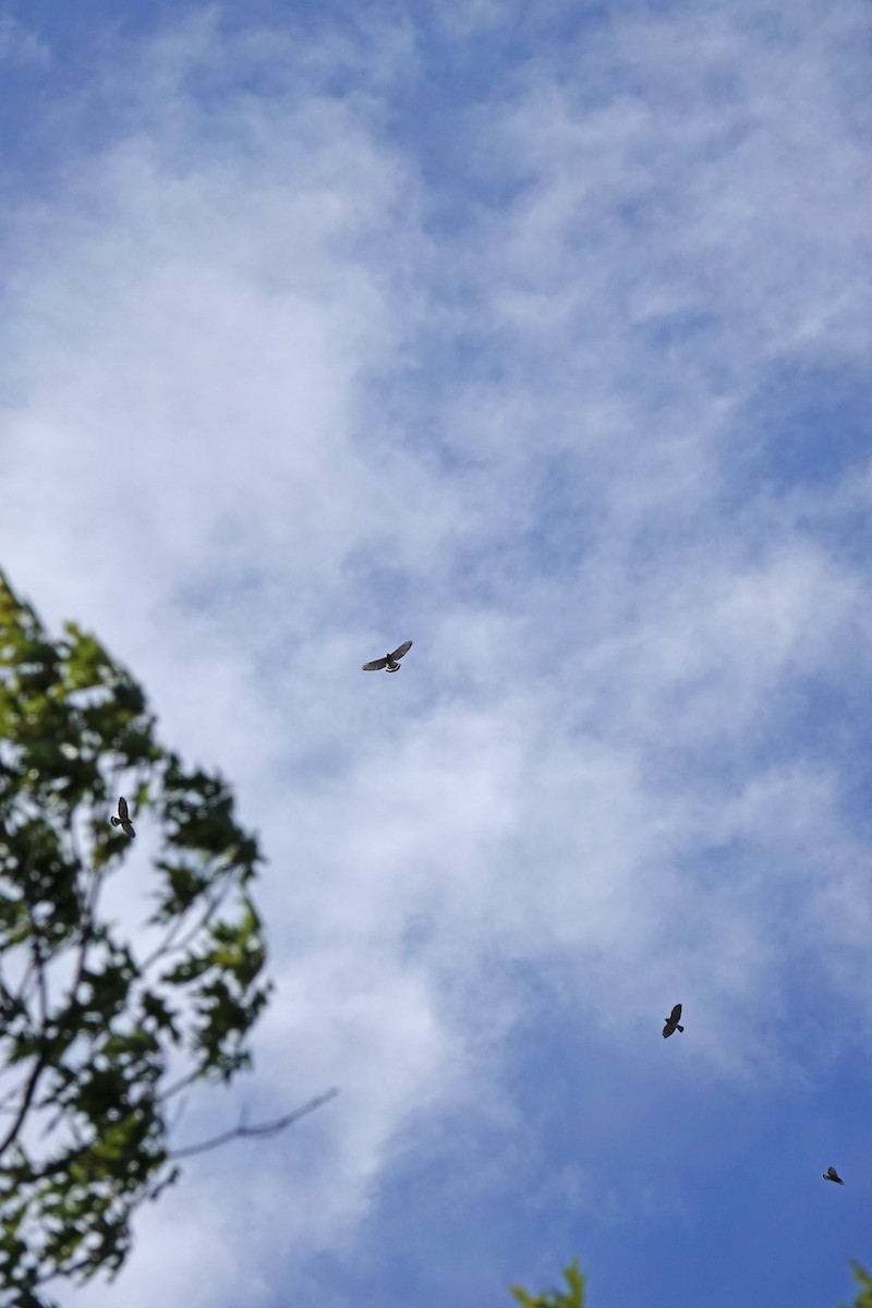 Broad-winged Hawk - ML487215771