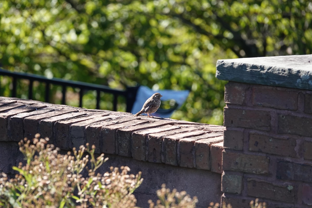 Song Sparrow - ML487215791