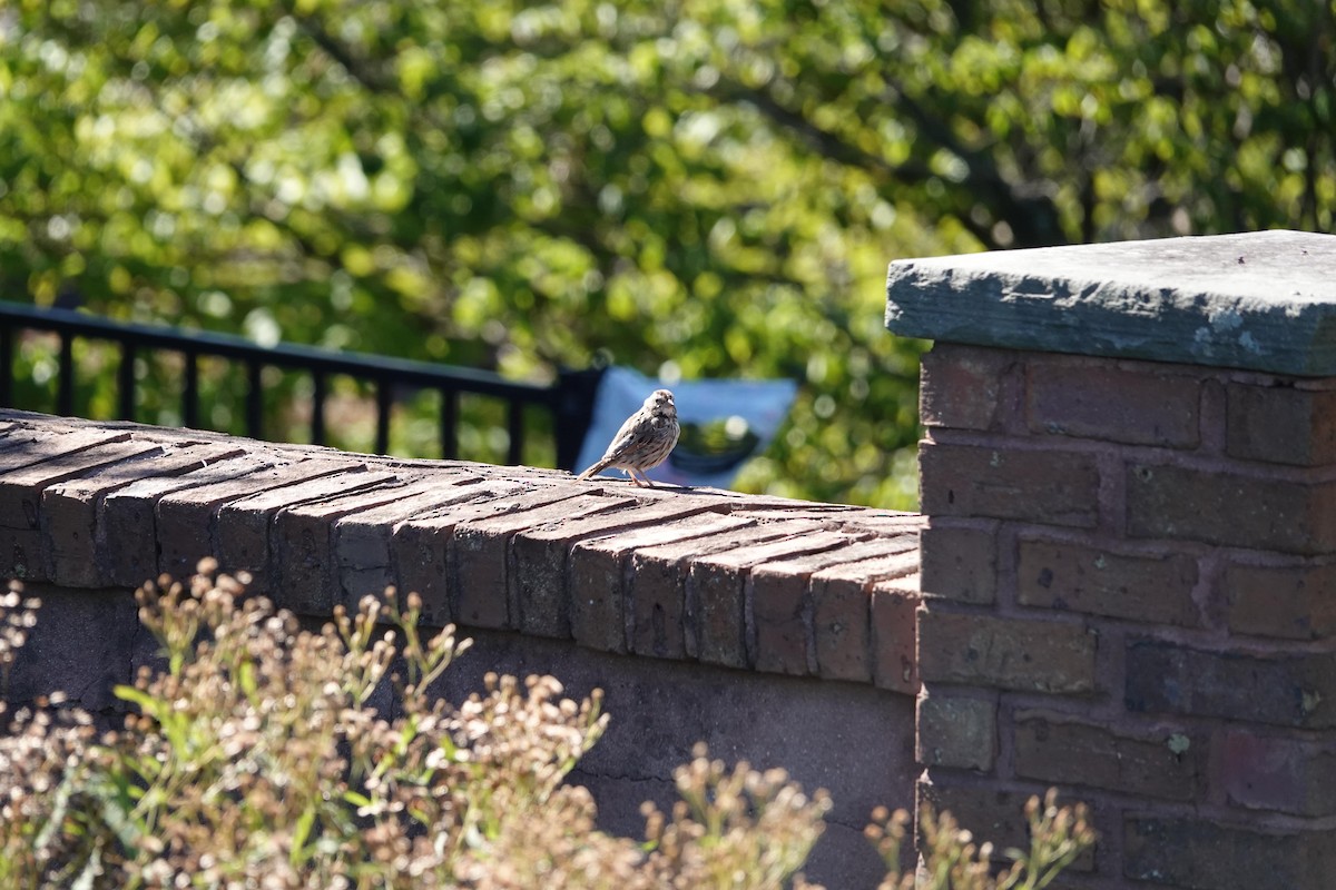 Song Sparrow - ML487215801