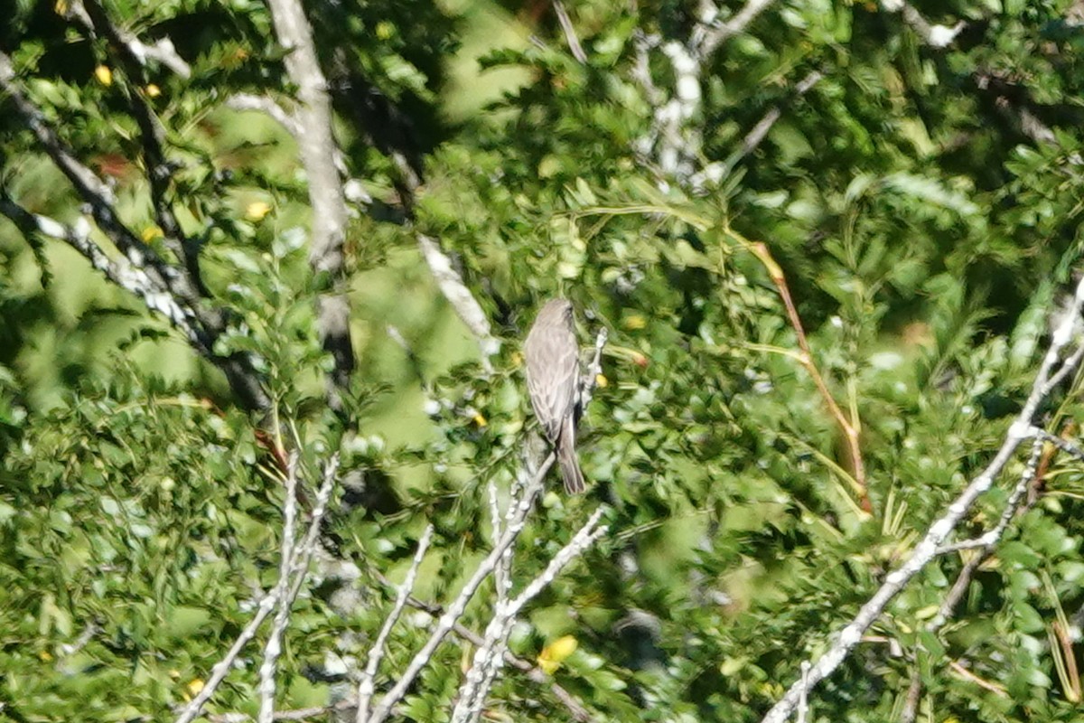 House Finch - ML487215851