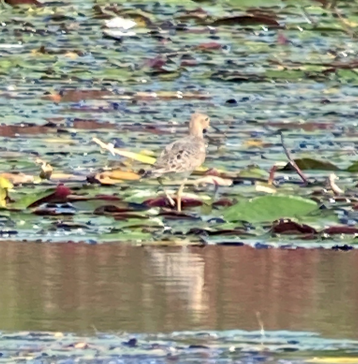 Buff-breasted Sandpiper - ML487217251