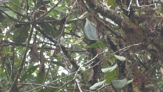 Black-throated Tody-Tyrant - ML487218