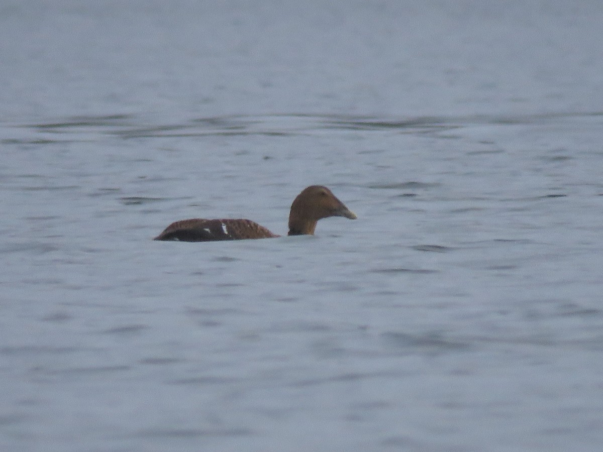 Common Eider - ML48721861