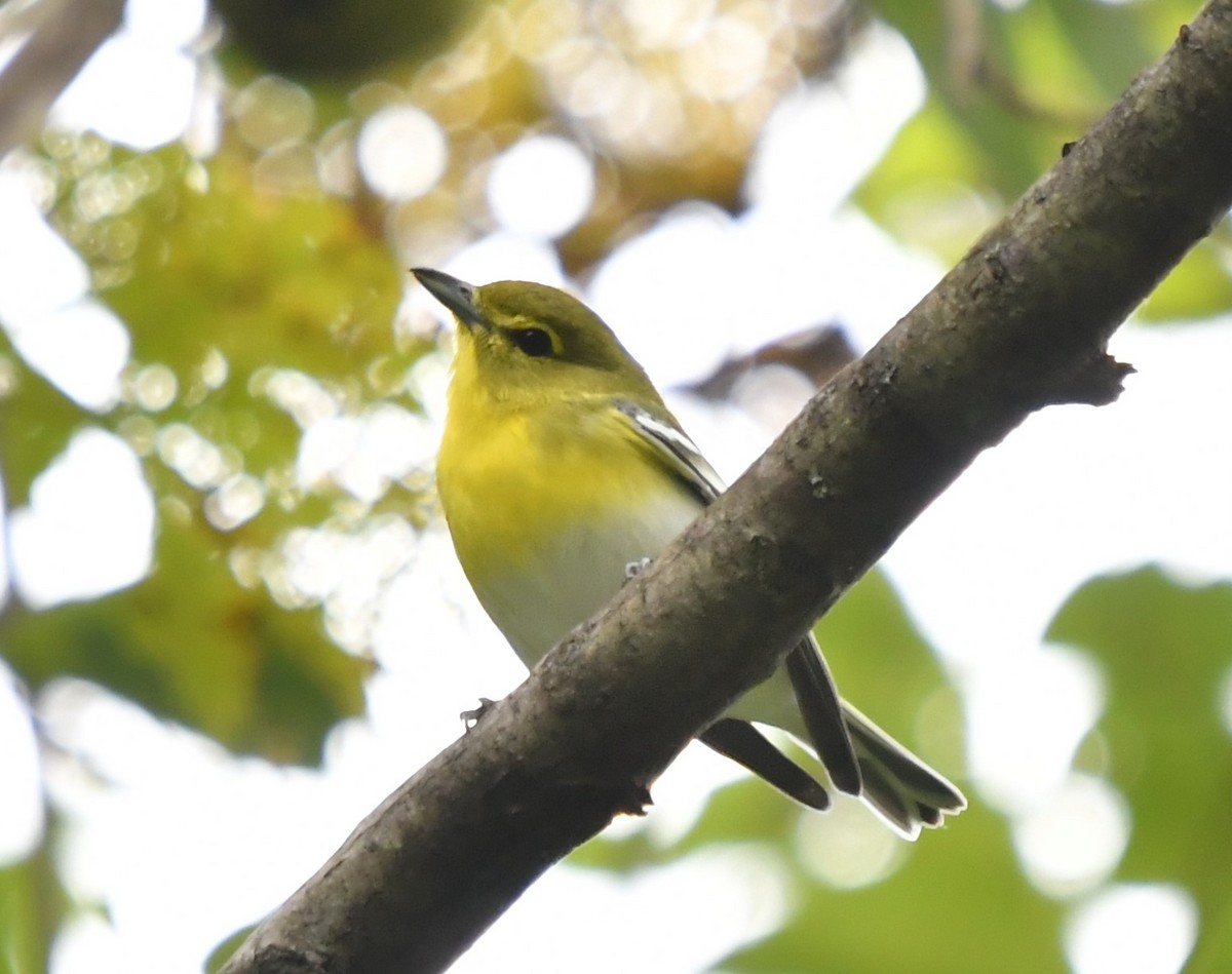 Yellow-throated Vireo - Dean Turley