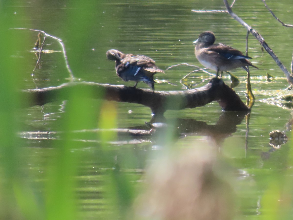 Wood Duck - ML487222071