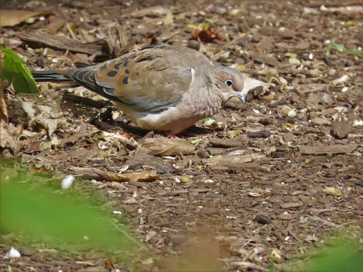 Mourning Dove - ML487222131