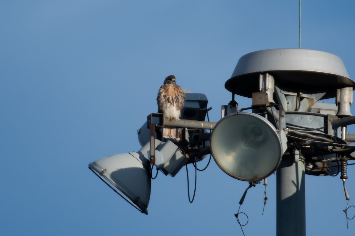 eBird Checklist - 24 Sep 2022 - Van Cortlandt Park--Southwest Zone - 47 ...