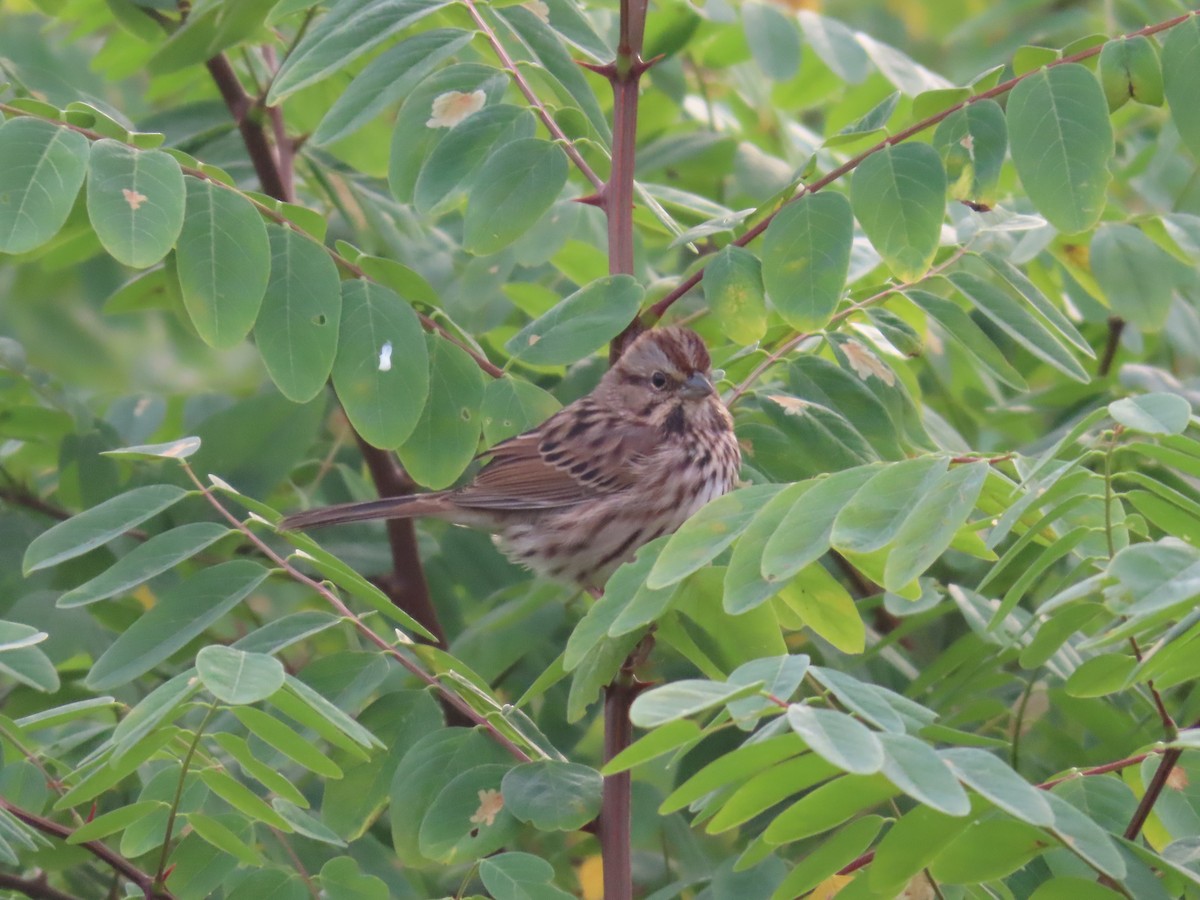 Song Sparrow - Sandy Morrissey