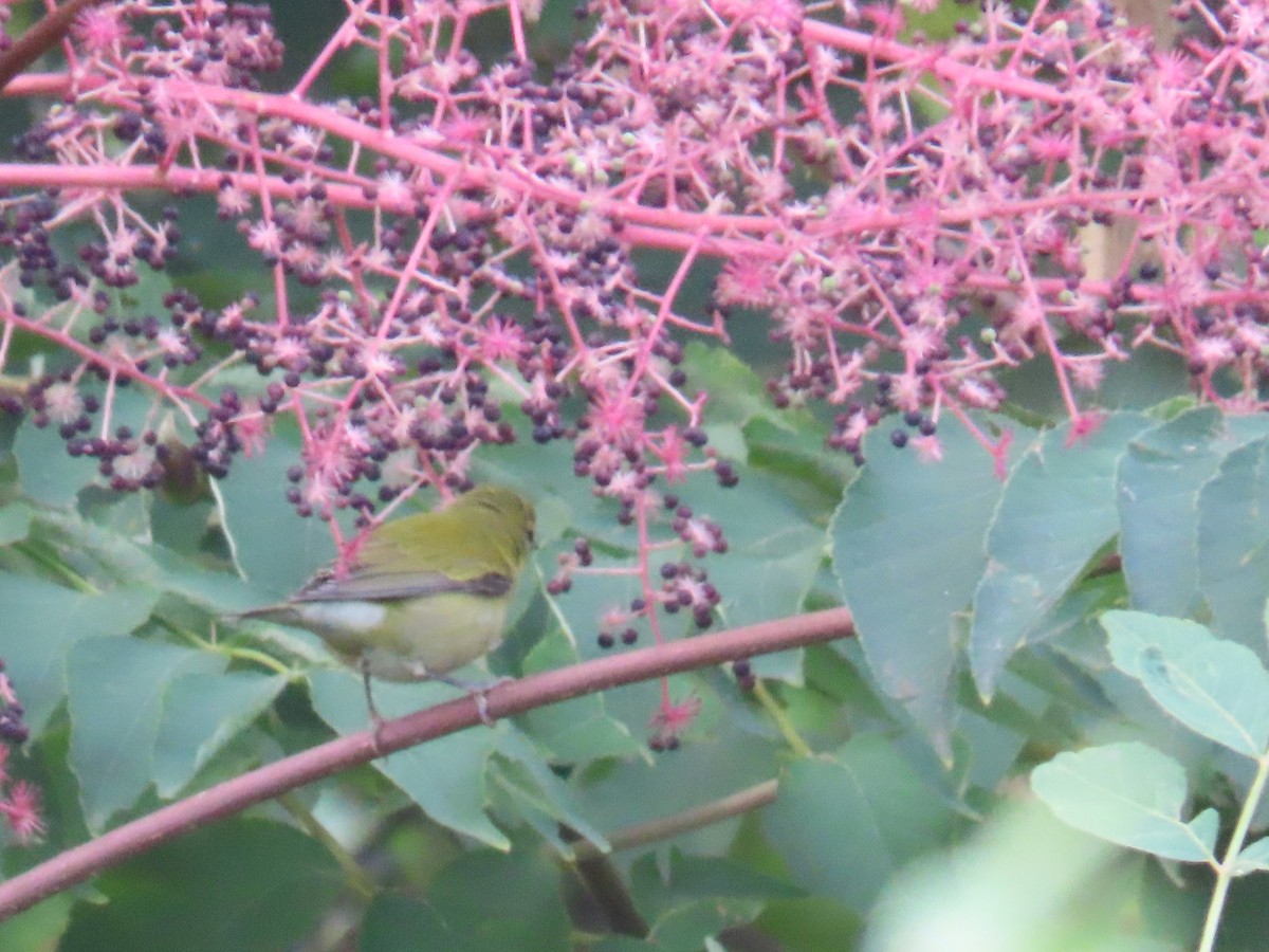 Tennessee Warbler - ML487223461