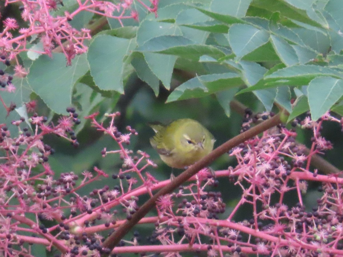 Tennessee Warbler - ML487223481