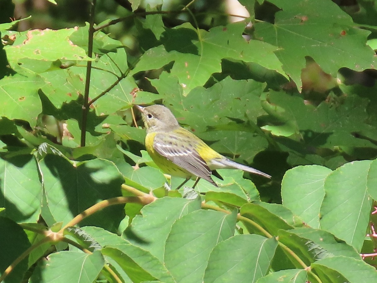 Magnolia Warbler - ML487223791