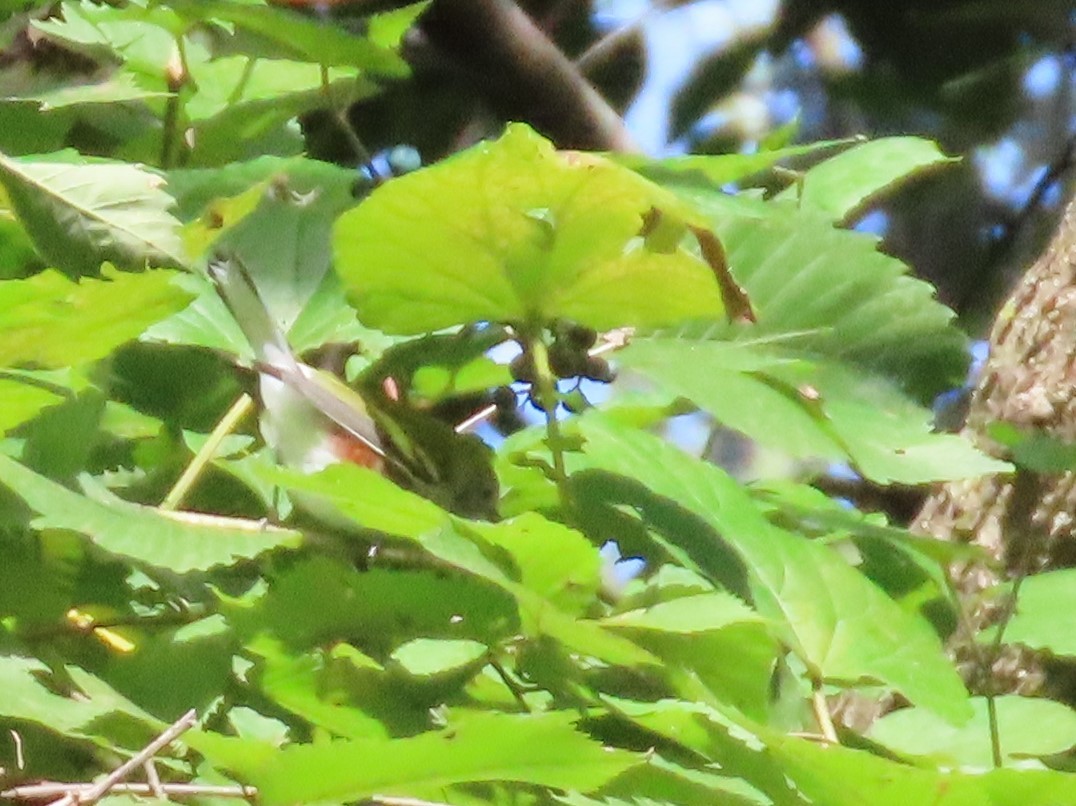 Chestnut-sided Warbler - ML487223961