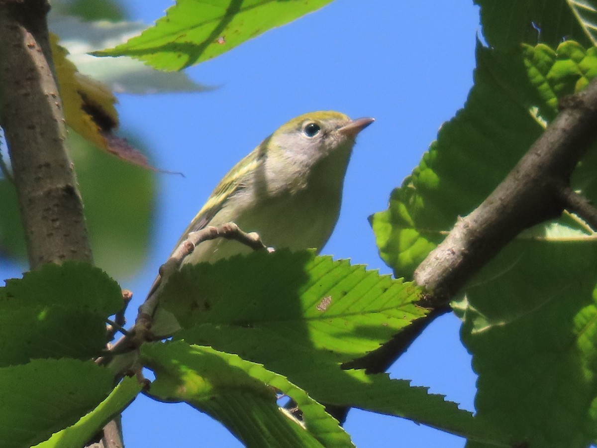 Chestnut-sided Warbler - ML487223971
