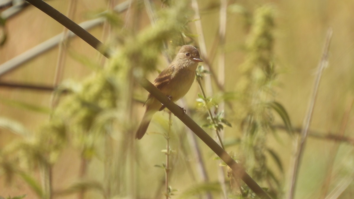 Dusky Flycatcher - Karen Evans