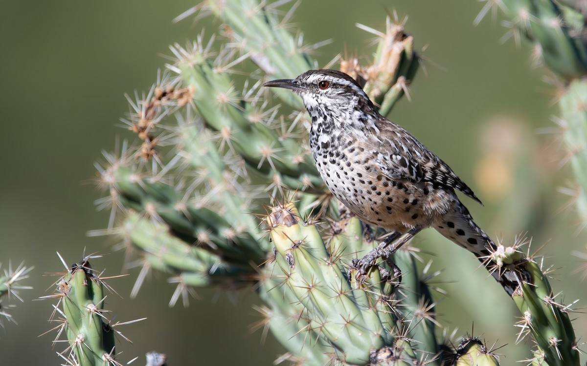 Cactus Wren - ML487225521