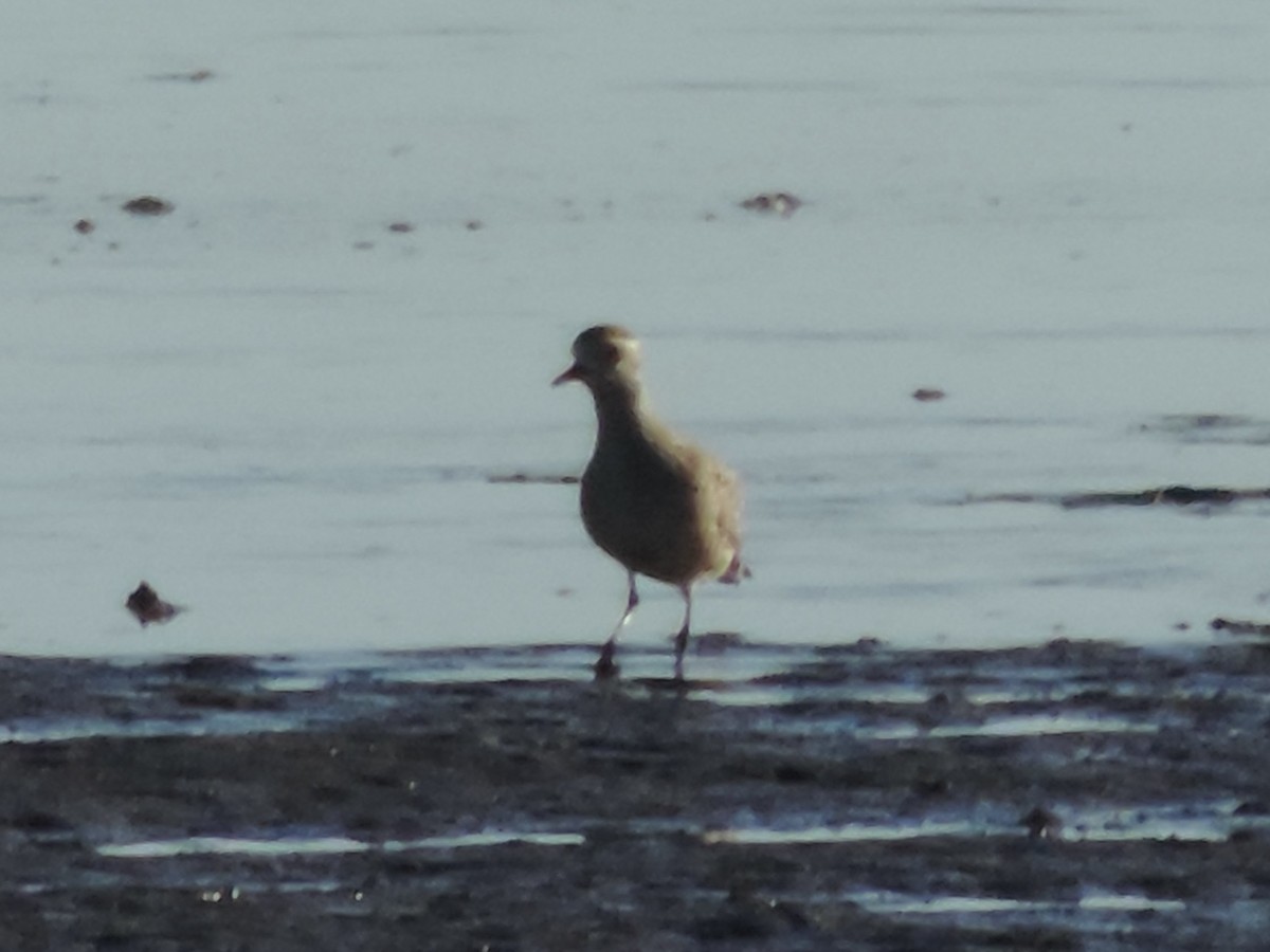 American Golden-Plover - ML487225881