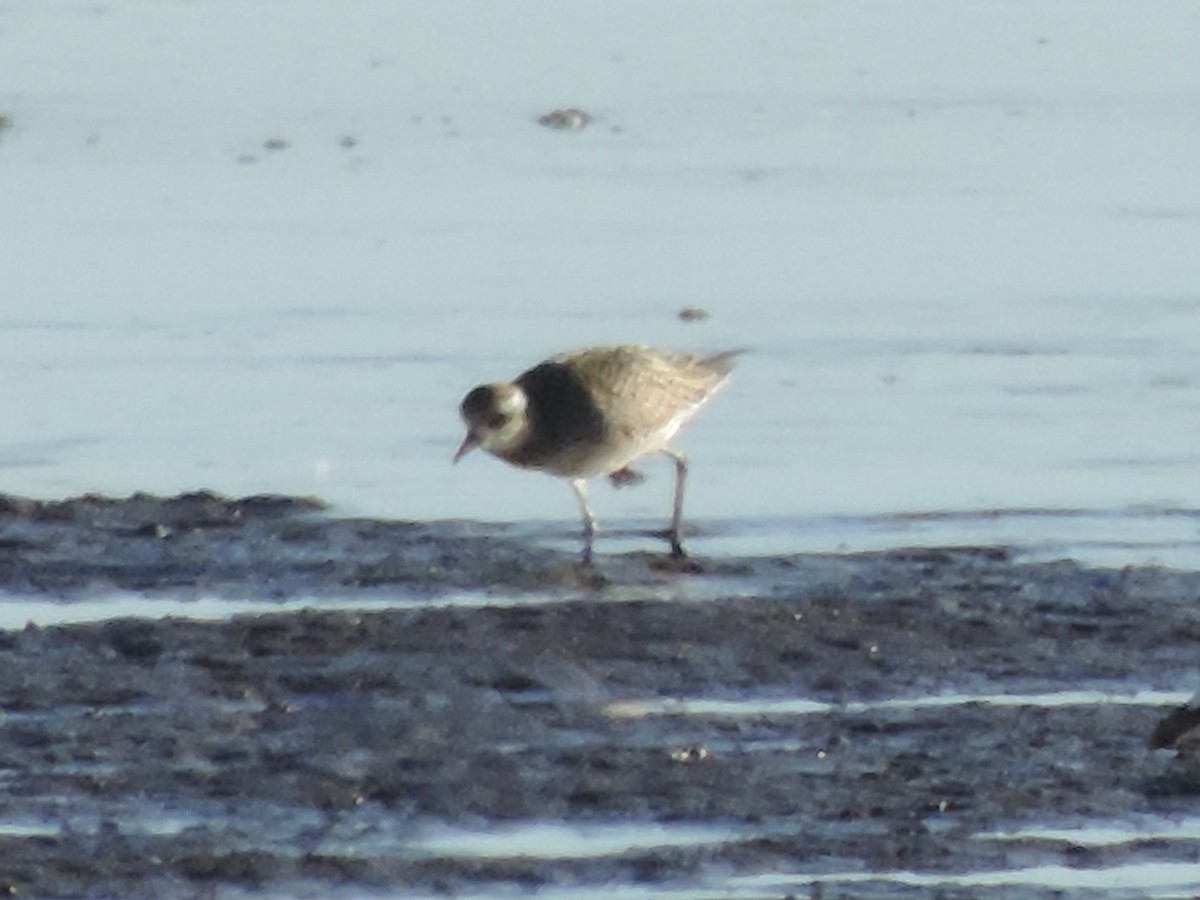 American Golden-Plover - ML487225911