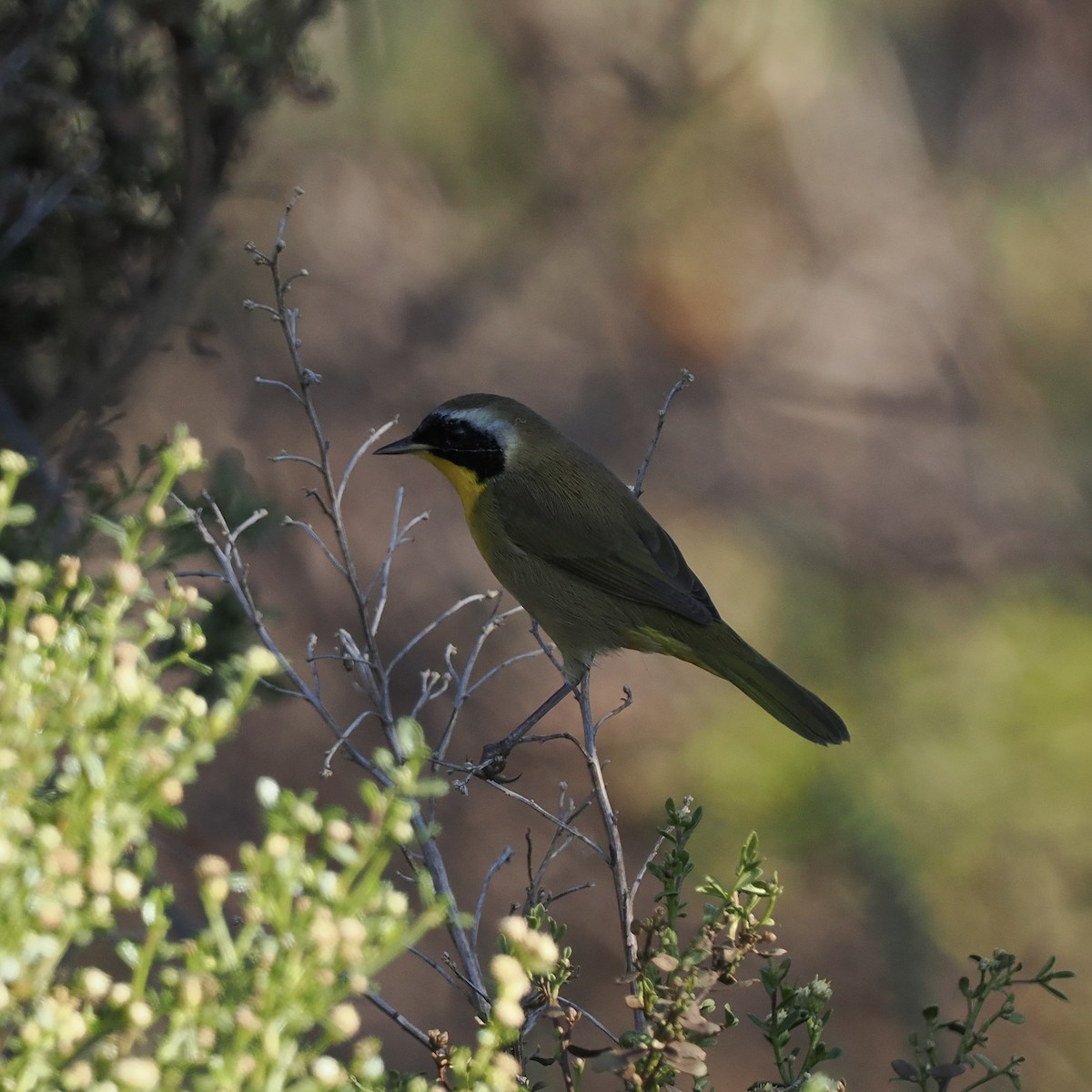 Common Yellowthroat - ML487227711