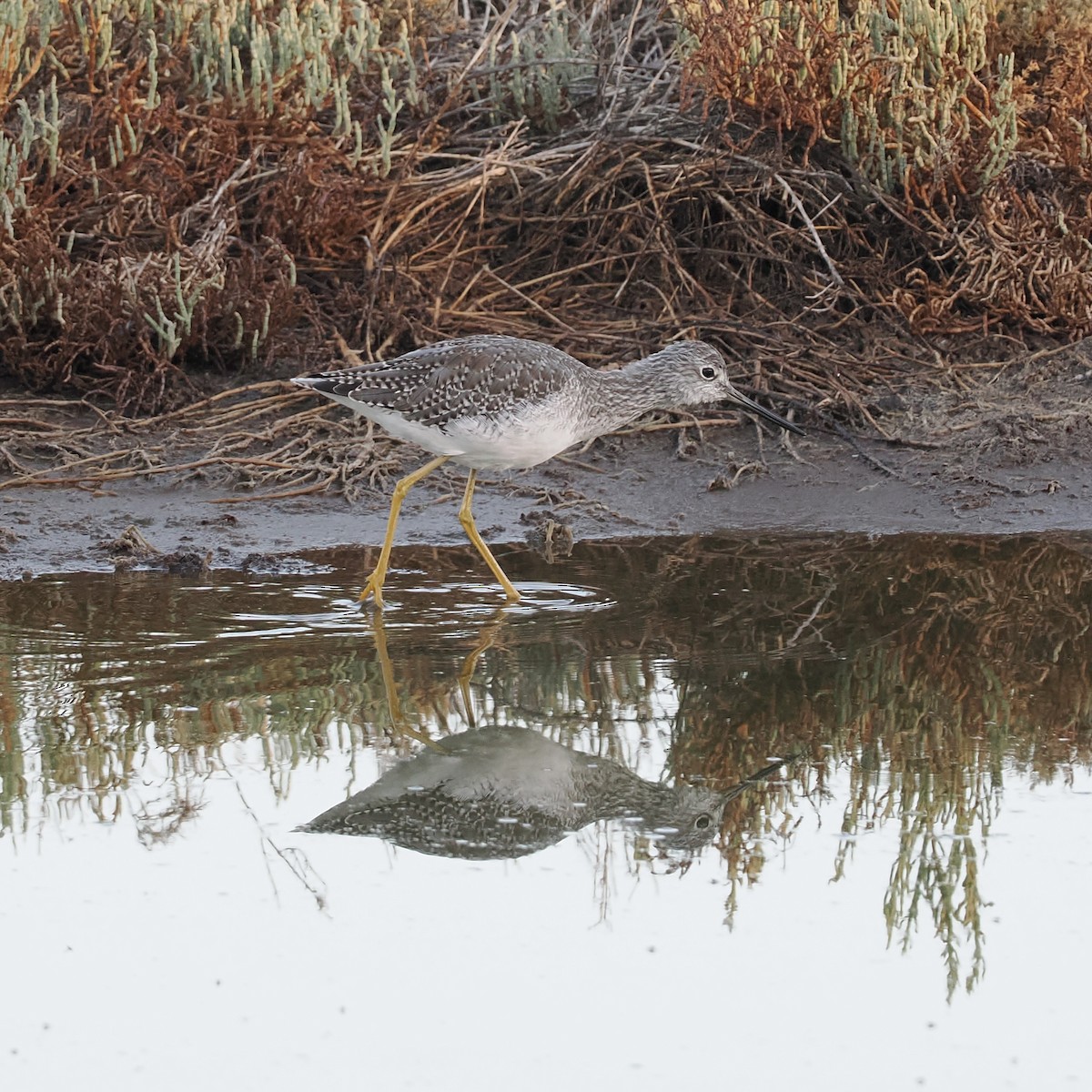 Greater Yellowlegs - ML487227771