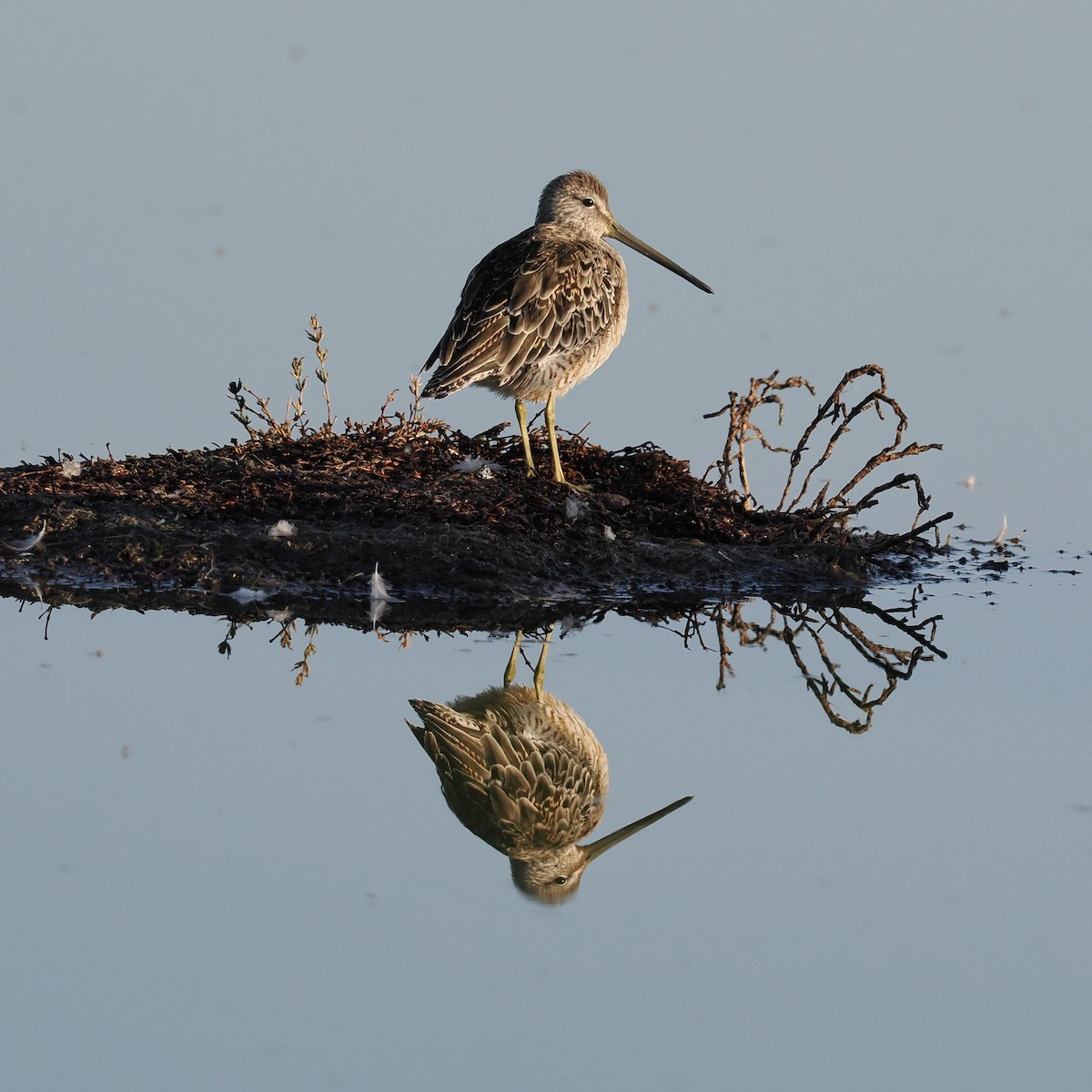 langnebbekkasinsnipe - ML487227901