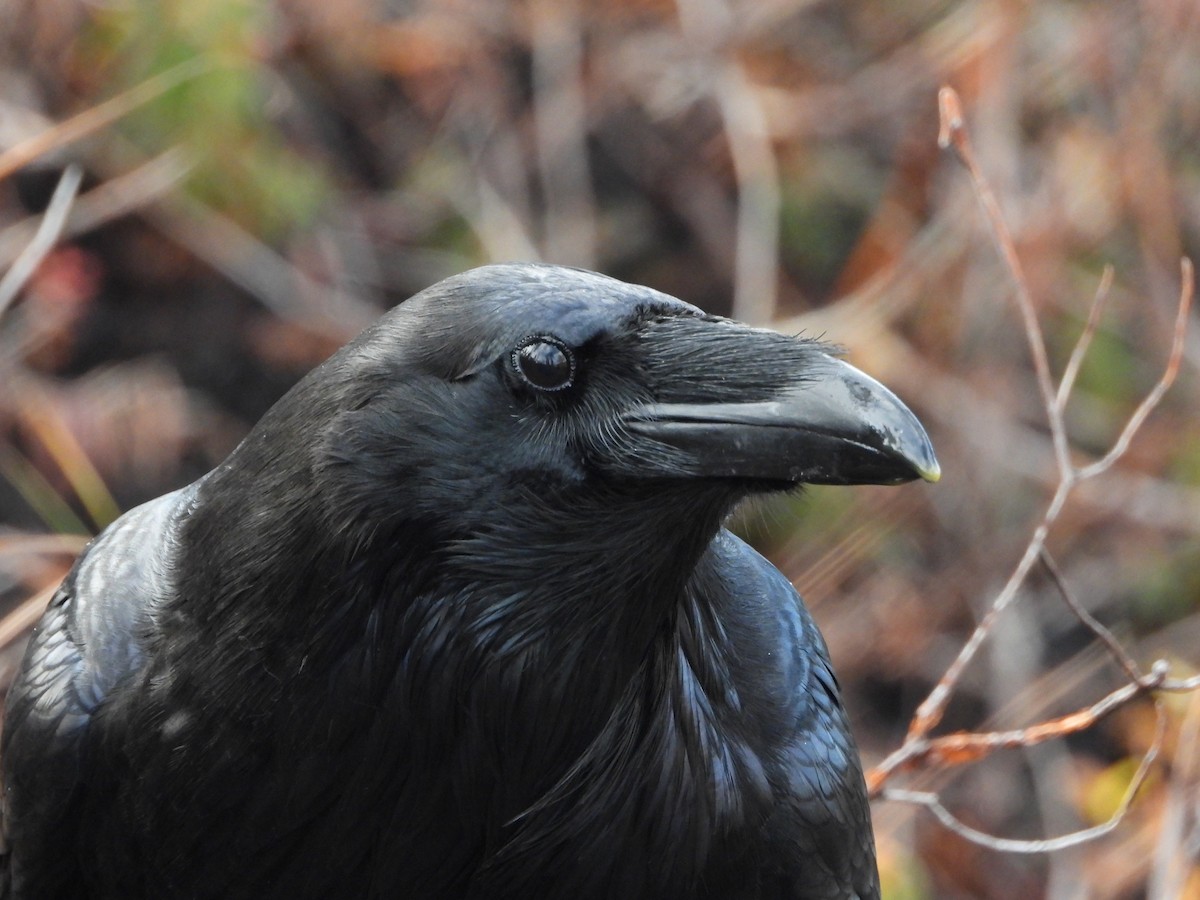 Common Raven - ML487228911