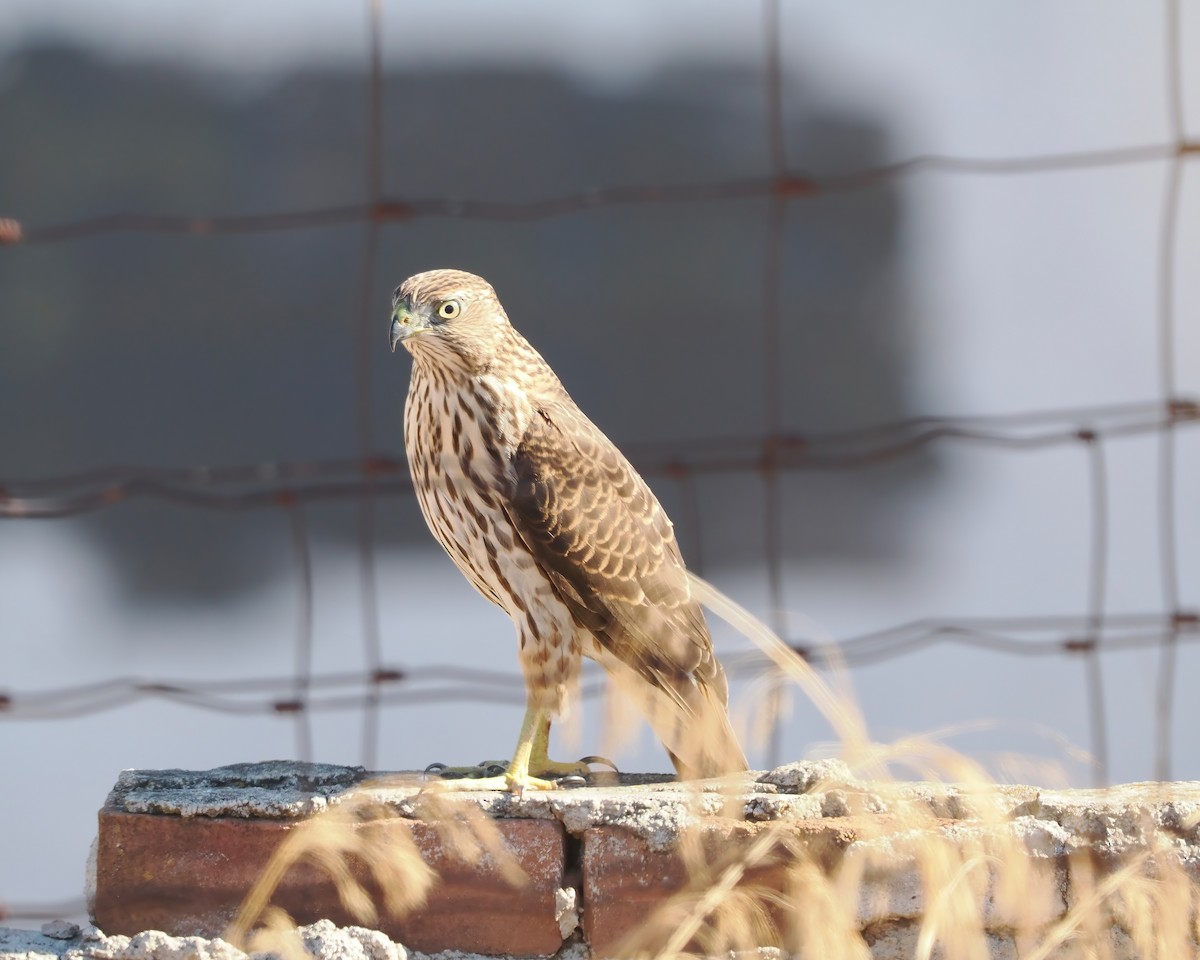 Cooper's Hawk - ML487229901