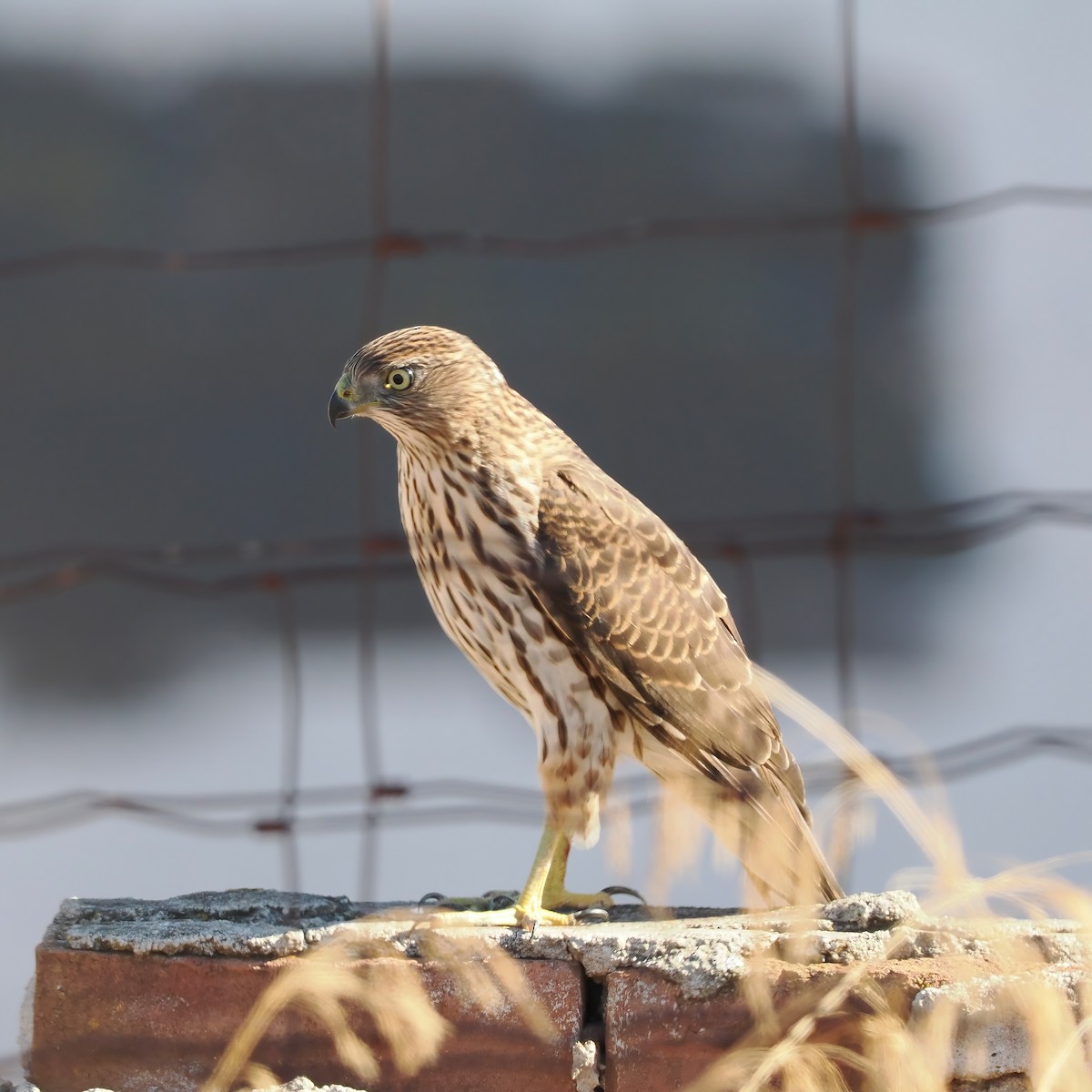 Cooper's Hawk - ML487229931