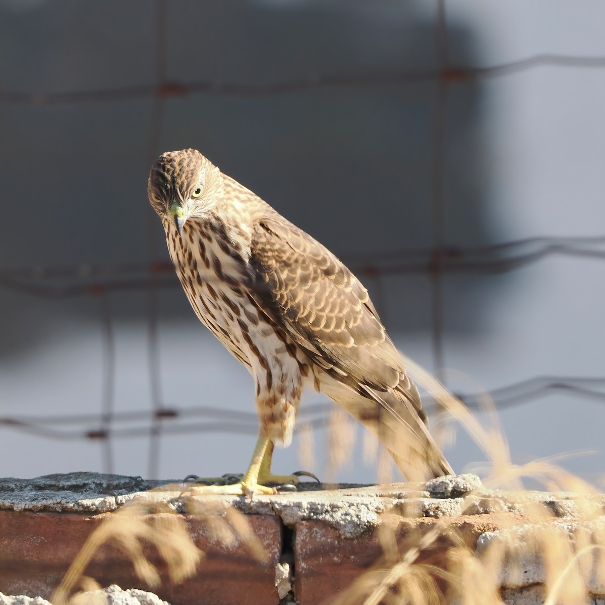 Cooper's Hawk - ML487229961