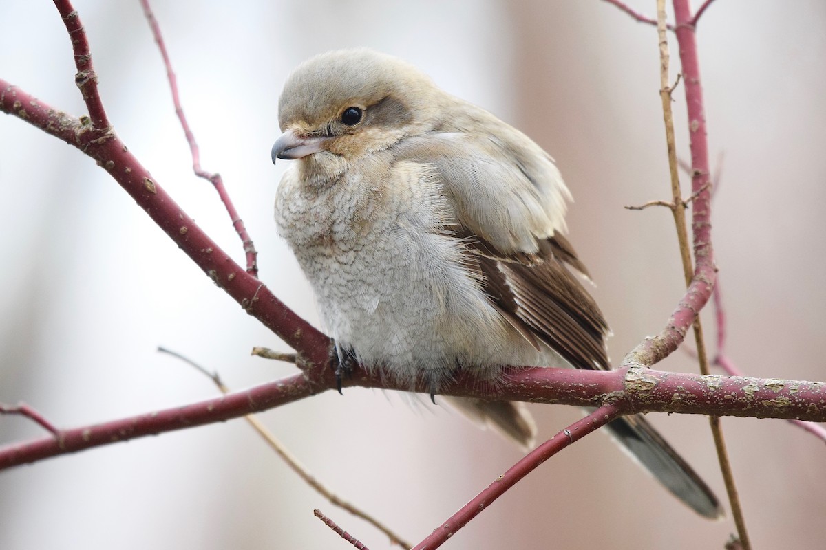 Northern Shrike - ML48723231