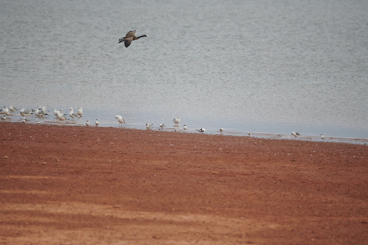 Common Tern - ML487232451