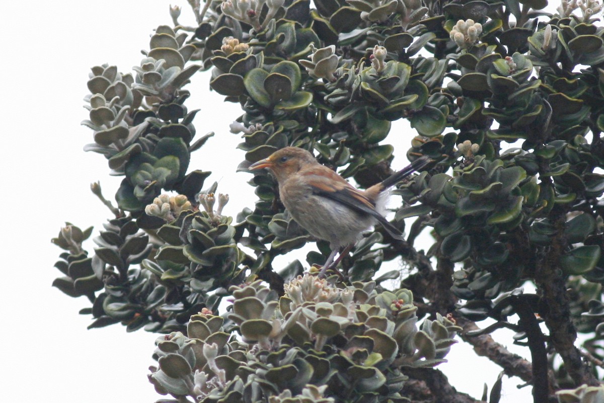 Apapanekleidervogel - ML487233841