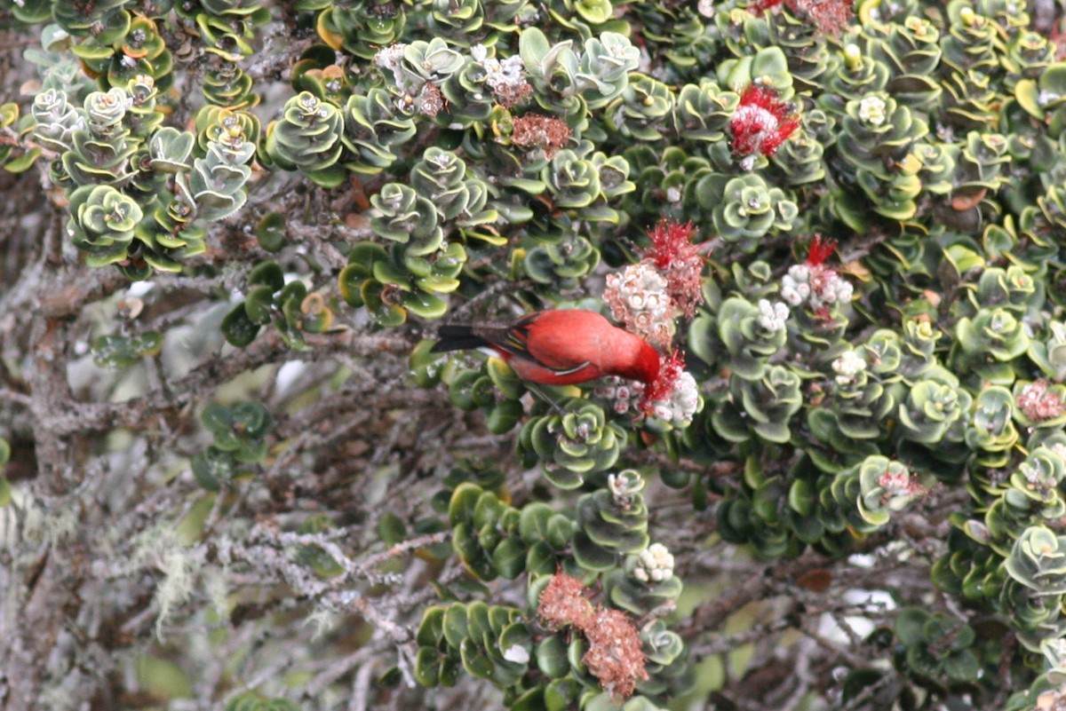 Apapanekleidervogel - ML487233851