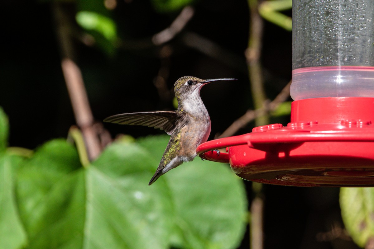 Ruby-throated Hummingbird - ML487233931